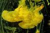 A yellow precipitate forming in a clear liquid against a black background