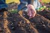 An image showing the hand of a man who is planting seeds