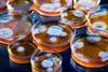 Penicillin fungi in petri dishes