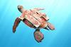 A digital illustration of a swimming turtle with a 14 on its shell