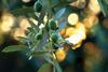 Fruit on an olive tree