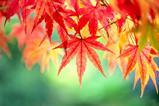 Leaves on a tree turning red and yellow in the autumn