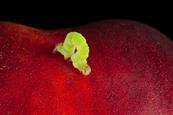 A small green inchworm caterpillar walking on a large red fruit