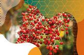 Photo of red autumn berries on a bush
