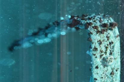 A strip of magnesium becomes coated with dark brown copper as it reacts with blue copper sulfate solution