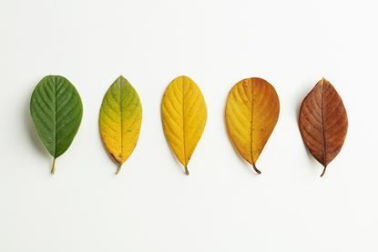 Five leaves representing different stages of turning brown, from completely green to yellow to fully brown